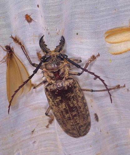 Tithoes maculatus